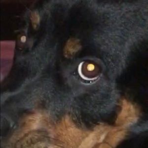 Meet your Posher, Paige